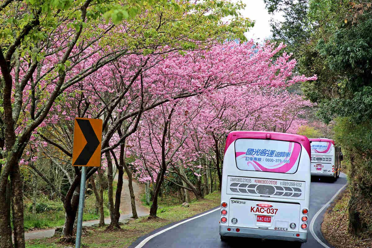 一路美到3月底!全台賞花20熱點:台版「富良野」、台灣鬱金香故鄉、金橘花海瀑布 一路美到3月底!全台賞花20熱點:台版「富良野」、台灣鬱金香故鄉、金橘花海瀑布