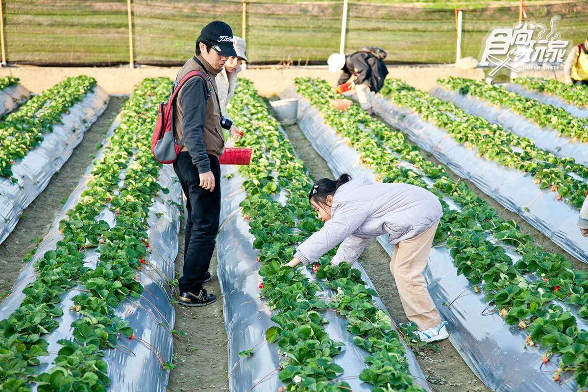 現採最新鮮!全台14處採草莓熱點+順遊:香甜「美姬」、3倍巨無霸、荷蘭魔力紅 現採最新鮮!全台14處採草莓熱點+順遊:香甜「美姬」、3倍巨無霸、荷蘭魔力紅