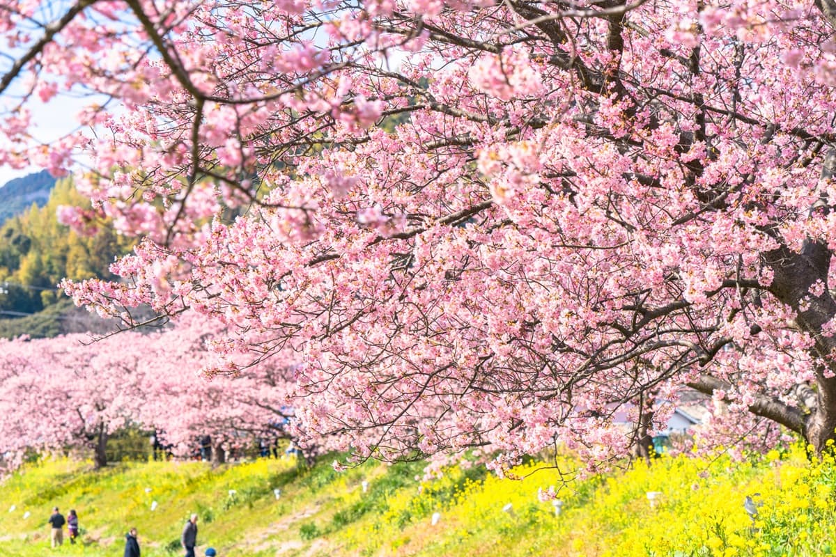 最美「日本河津櫻」2月滿開! 4粉嫩景點必去:櫻花隧道、櫻花圓橋、粉金色水岸 最美「日本河津櫻」2月滿開! 4粉嫩景點必去:櫻花隧道、櫻花圓橋、粉金色水岸