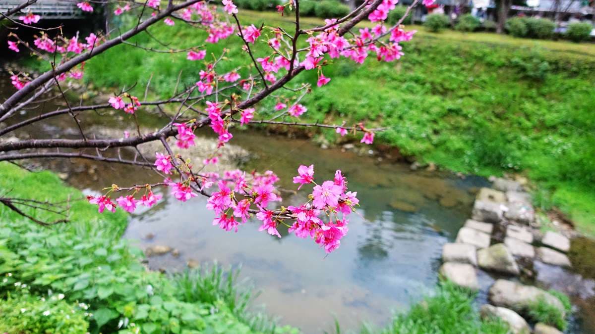 賞櫻不用上山,汐止新台五路旁竟有水岸櫻花林,200多棵山櫻綻放中 賞櫻不用上山,汐止新台五路旁竟有水岸櫻花林,200多棵山櫻綻放中