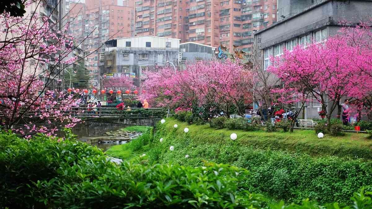 賞櫻不用上山,汐止新台五路旁竟有水岸櫻花林,200多棵山櫻綻放中 賞櫻不用上山,汐止新台五路旁竟有水岸櫻花林,200多棵山櫻綻放中