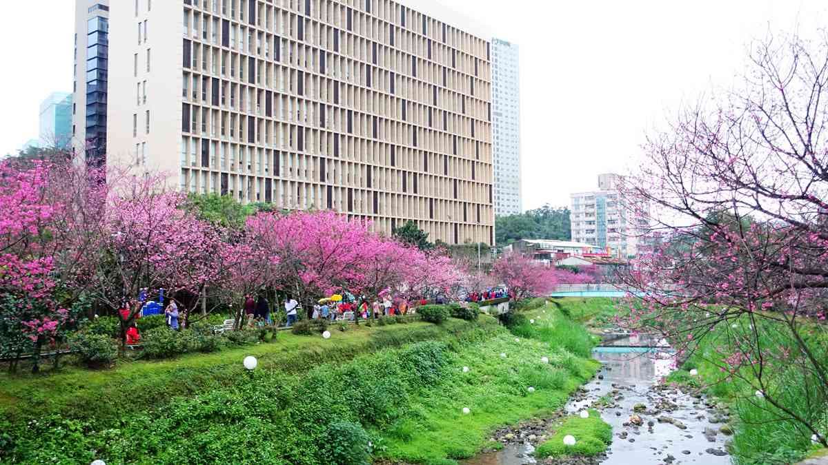 賞櫻不用上山,汐止新台五路旁竟有水岸櫻花林,200多棵山櫻綻放中
