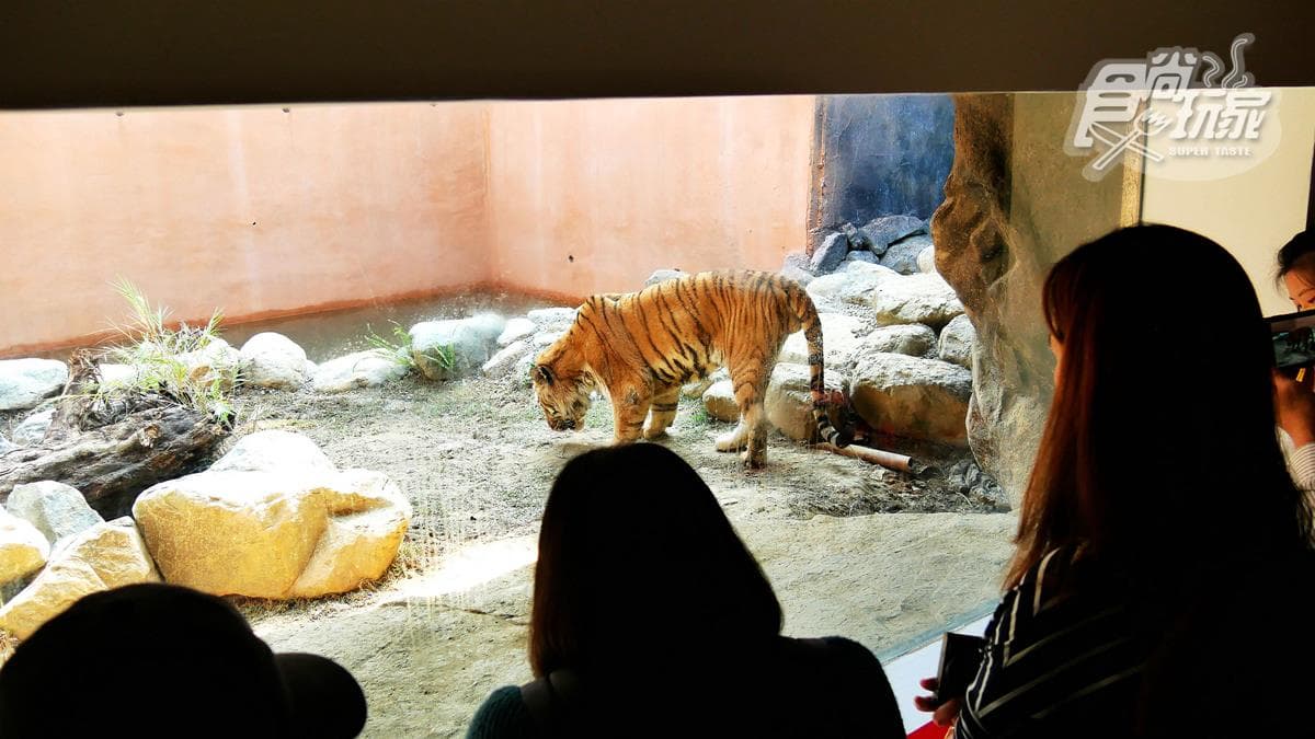 籠子不關動物卻「關人」?地下通道零距離看兩隻老虎,新竹動物園5亮點