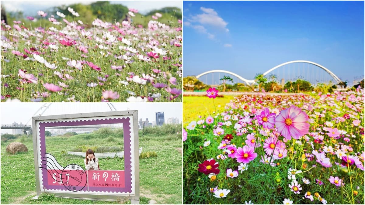 新莊掀起粉色花浪!「粉嫩系」波斯菊花海爆開1公頃,加碼郵票框、小白船美拍