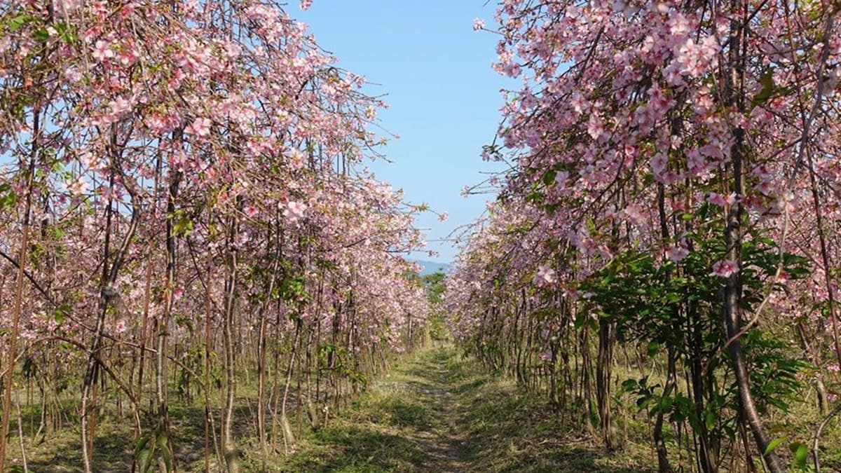 進擊の櫻花祭!全台賞櫻12祕境不私藏,加碼美拍夜櫻、枝垂櫻隧道8景點 進擊の櫻花祭!全台賞櫻12祕境不私藏,加碼美拍夜櫻、枝垂櫻隧道8景點