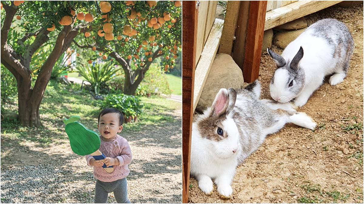 採橘子、餵兔子!苗栗無農藥果園親子最愛,橘香隧道、玻璃屋怎麼拍都美