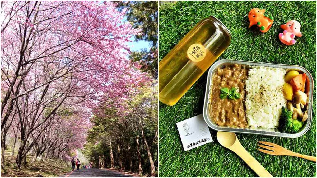 武陵農場「紅粉佳人」開花了!賞櫻+野餐行程好浪漫,交通管制也能上山