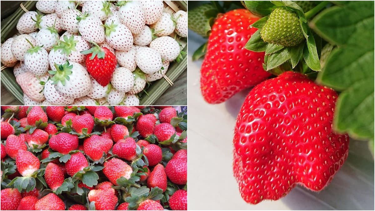 「2020內湖草莓季」開跑!紅通通飽滿草莓超欠摘,還可吃草莓披薩、鬆餅