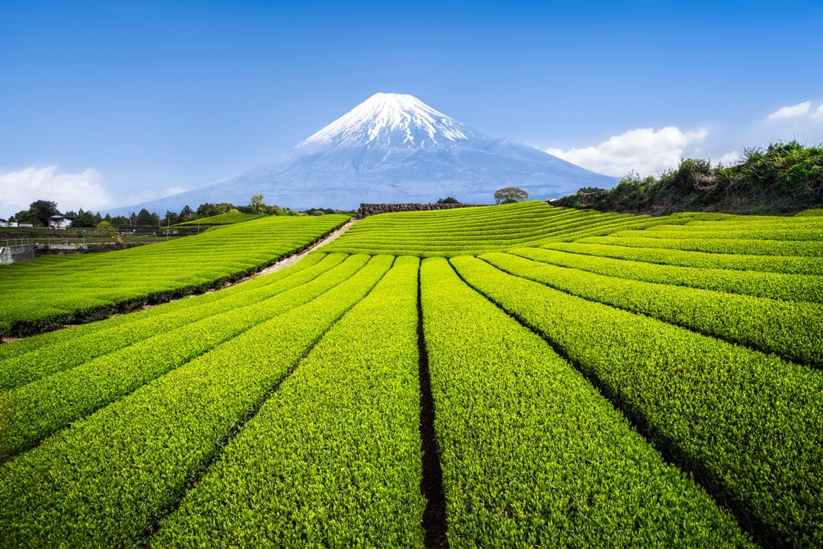 你不知道的「日本聖山」!揭祕富士山「性別面紗」,意外曝光天皇不長命的原因 你不知道的「日本聖山」!揭祕富士山「性別面紗」,意外曝光天皇不長命的原因