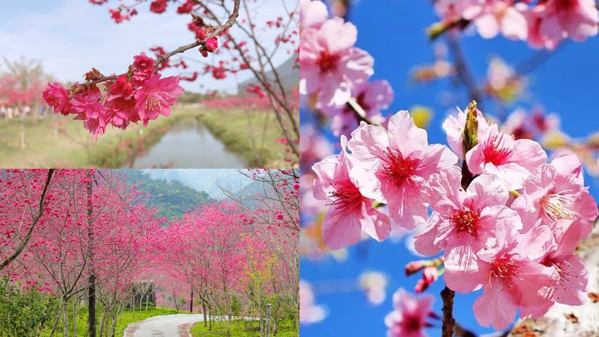 【全台賞櫻12祕境】中南部、宜蘭人賞花囉!6美景免費拍:垂櫻河畔、牡丹櫻山坡
