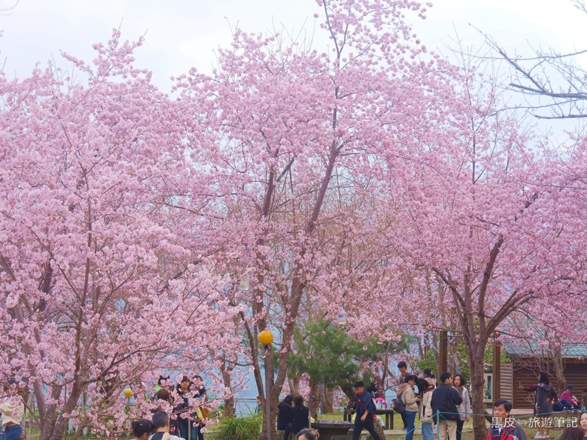 進擊の櫻花祭!全台賞櫻12祕境不私藏,加碼美拍夜櫻、枝垂櫻隧道8景點 進擊の櫻花祭!全台賞櫻12祕境不私藏,加碼美拍夜櫻、枝垂櫻隧道8景點