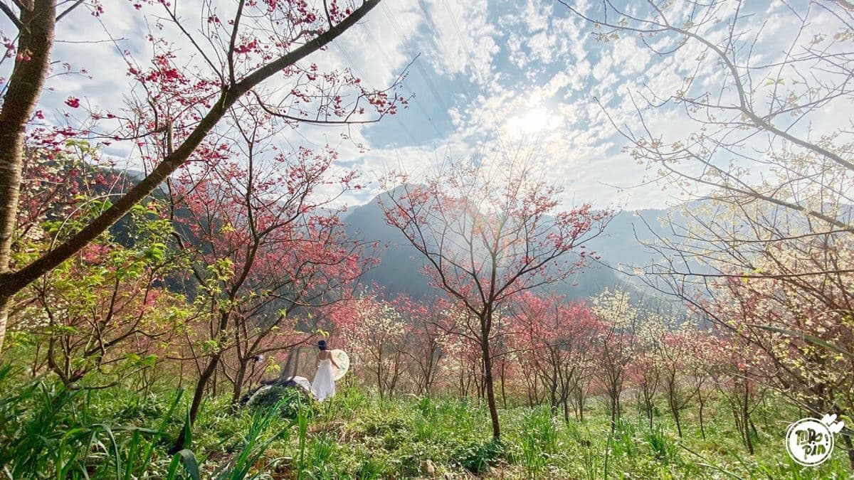 【全台賞櫻12祕境】部落客私藏!北部6處櫻花美景:千株昭和櫻花林、拍天使照 【全台賞櫻12祕境】部落客私藏!北部6處櫻花美景:千株昭和櫻花林、拍天使照