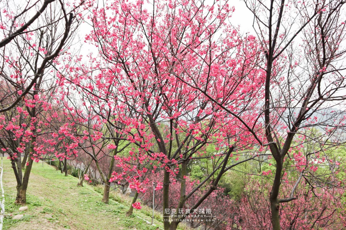 【全台賞櫻12祕境】部落客私藏!北部6處櫻花美景:千株昭和櫻花林、拍天使照 【全台賞櫻12祕境】部落客私藏!北部6處櫻花美景:千株昭和櫻花林、拍天使照