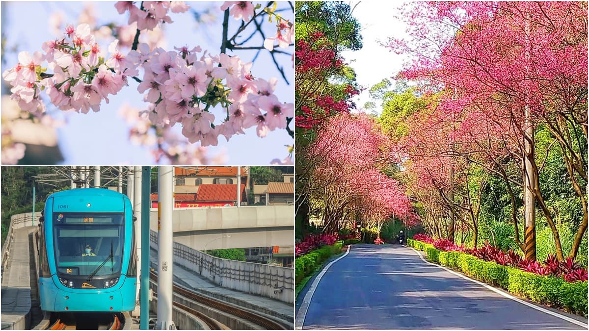 3KM山櫻大道下車就到!淡海輕軌「櫻花列車」啟動,228限量「500張櫻花一日票」必搶