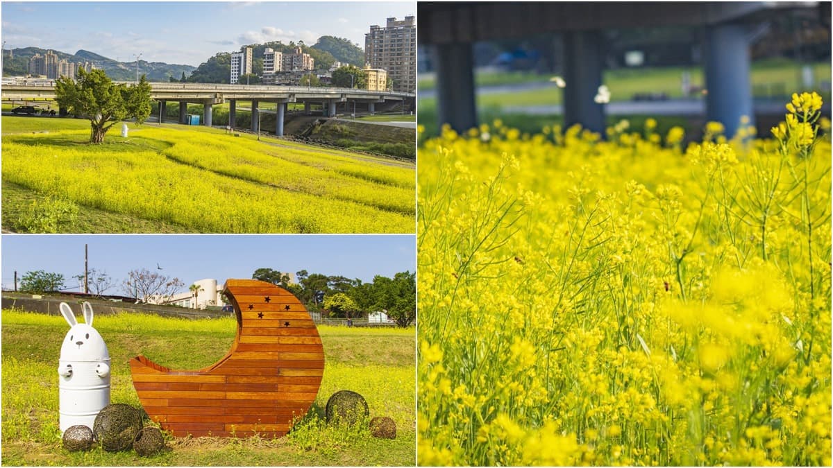 台北新花海「藏可愛驚喜」!千坪油菜花田「下捷運就到」,先找月亮椅、鐵桶兔合照