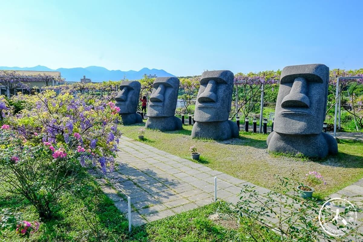 全台最大「紫藤花園」在淡水!千株紫藤花「從天灑下」最美花期曝光,順拍摩艾石像 全台最大「紫藤花園」在淡水!千株紫藤花「從天灑下」最美花期曝光,順拍摩艾石像