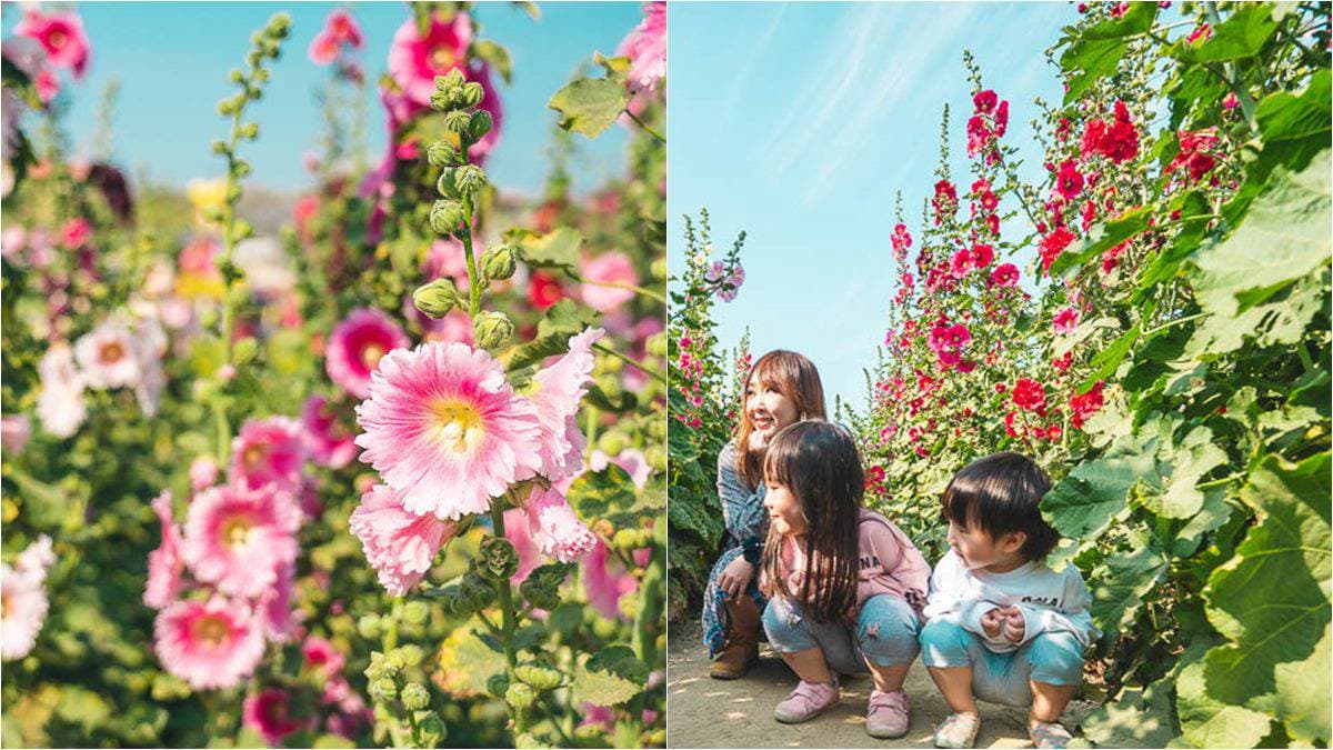 台南3月限定美景,鑽進「蜀葵花」迷宮,上萬株鼠尾草紫色花海好浪漫