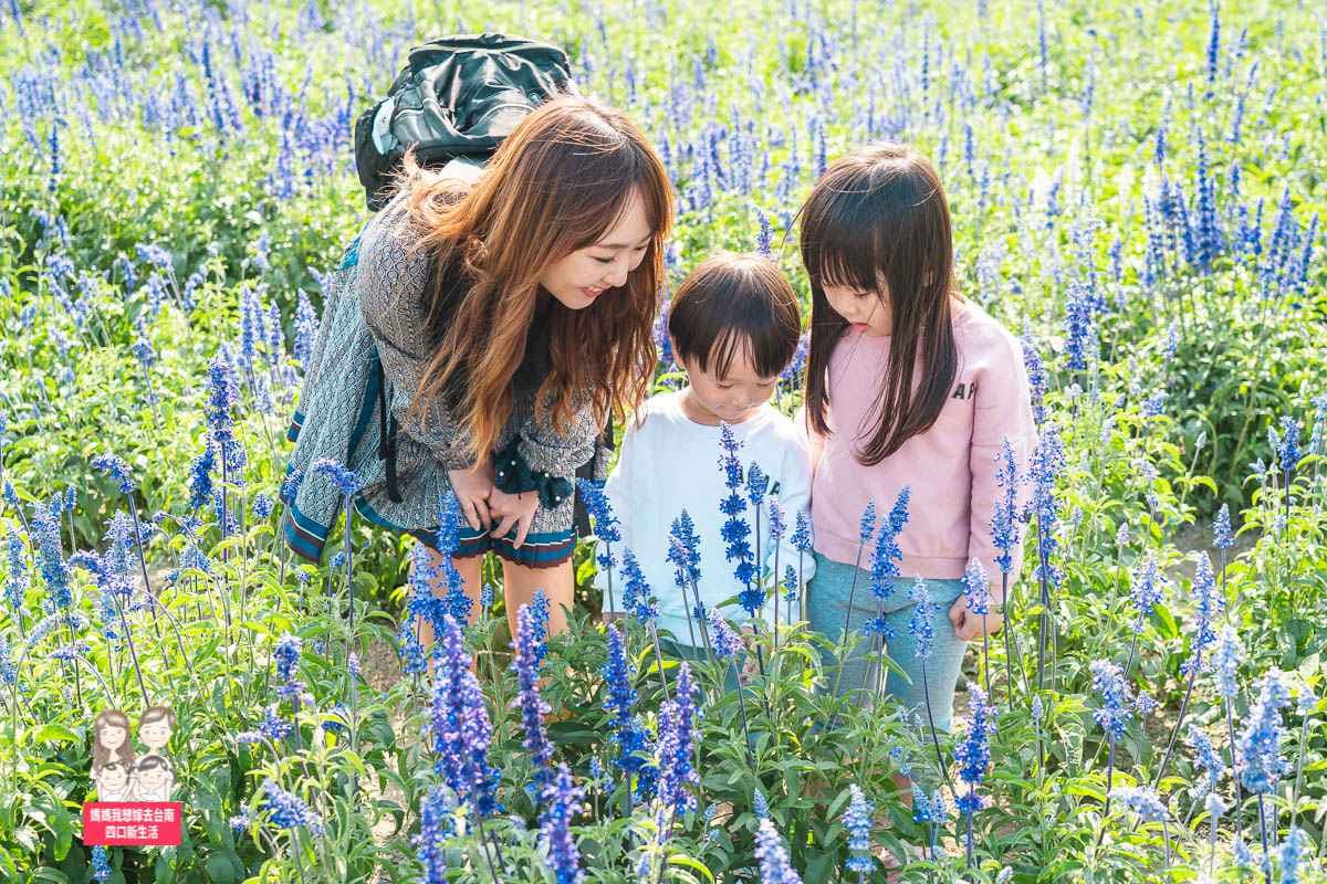 台南3月限定美景,鑽進「蜀葵花」迷宮,上萬株鼠尾草紫色花海好浪漫 台南3月限定美景,鑽進「蜀葵花」迷宮,上萬株鼠尾草紫色花海好浪漫