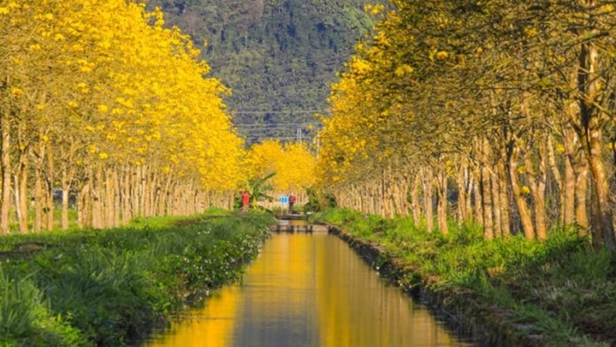 洗版IG必拍!全台唯一「雙層風鈴木花道」,把握3月「這6天」開最滿