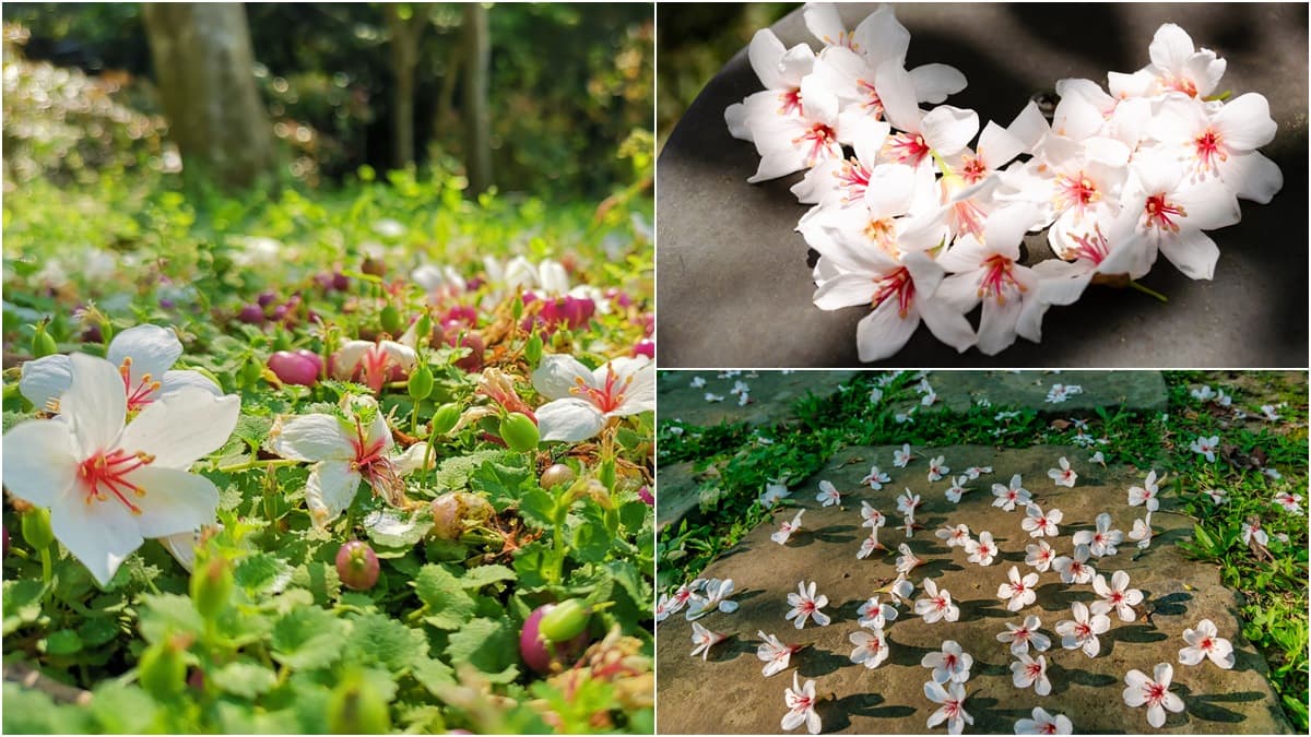 新北桐花祭「取消聚集活動」!全新「防疫玩法」出爐:線上賞花、桐花地圖自己找祕境