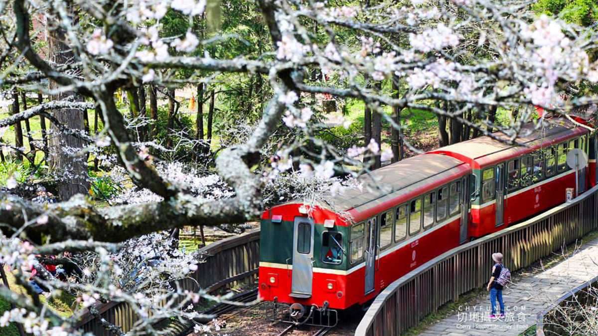 搭蒸汽檜木小火車去賞櫻!阿里山櫻花美照必拍這6點+在地美食3家 搭蒸汽檜木小火車去賞櫻!阿里山櫻花美照必拍這6點+在地美食3家