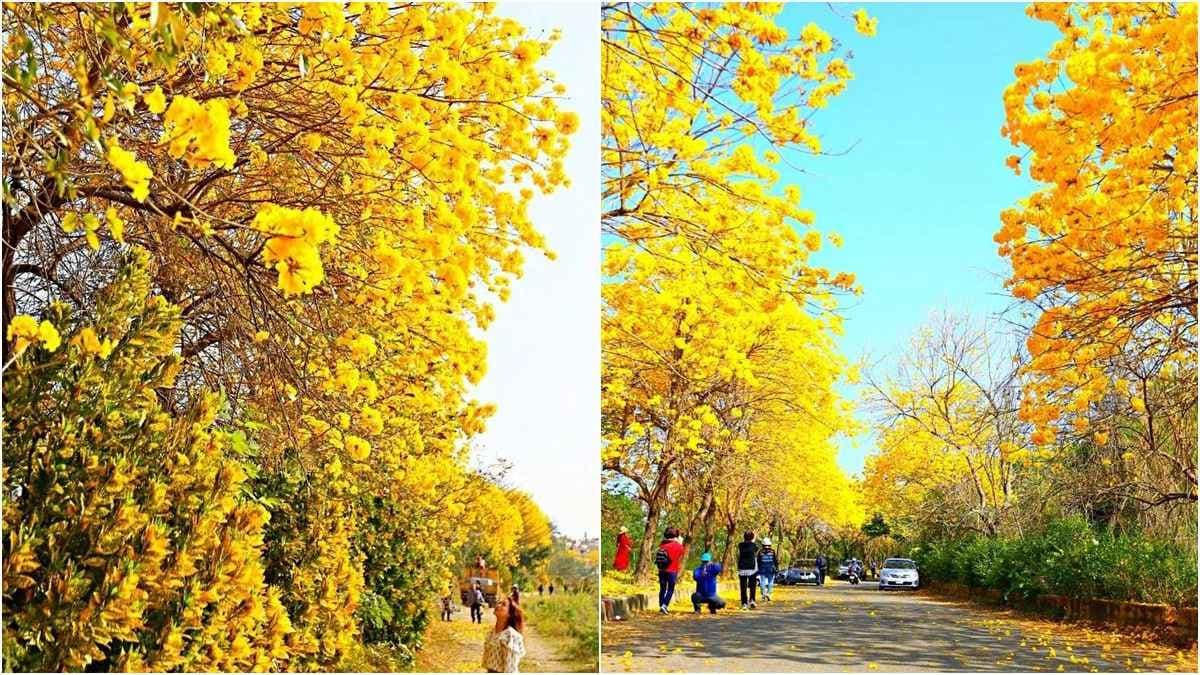 春天專屬的黃金燦爛!嘉義黃花風鈴木2個「花海隧道」美翻了
