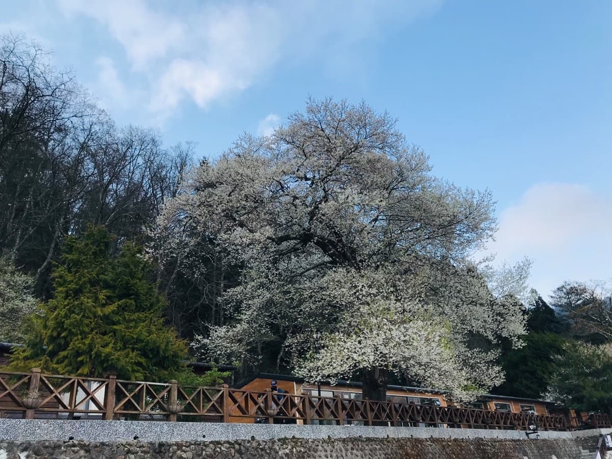 台灣超稀有「霧社櫻王」盛放!限定「純白春櫻雪」風吹就美,錯過等明年 台灣超稀有「霧社櫻王」盛放!限定「純白春櫻雪」風吹就美,錯過等明年