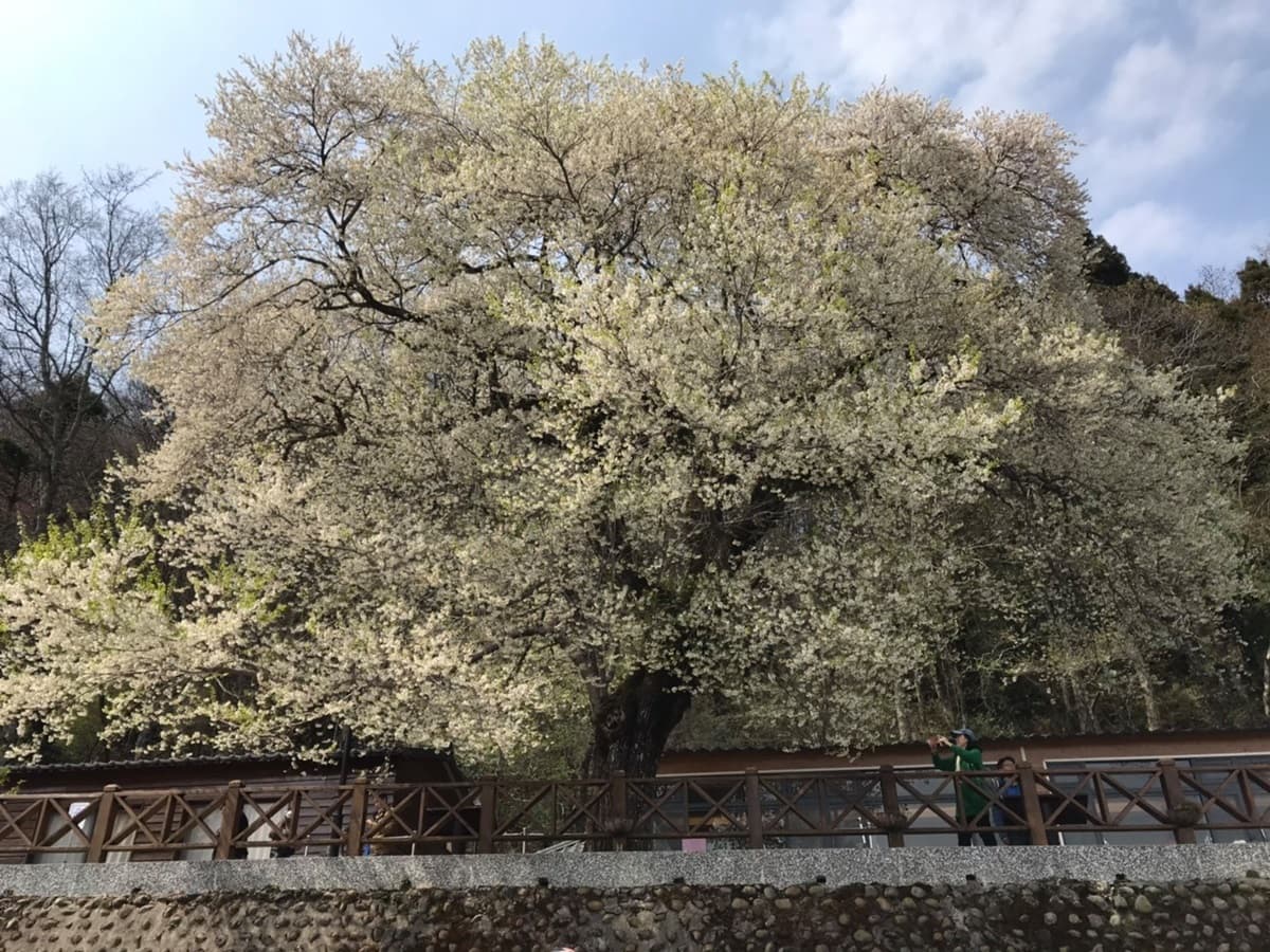 台灣超稀有「霧社櫻王」盛放!限定「純白春櫻雪」風吹就美,錯過等明年 台灣超稀有「霧社櫻王」盛放!限定「純白春櫻雪」風吹就美,錯過等明年