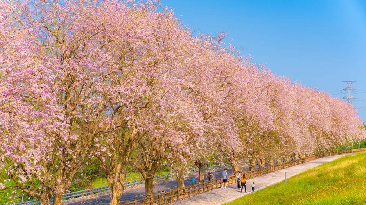 南洋櫻「粉紅花毯」好美啊!門票3折+停車費停收,到台南烏山頭水庫拜訪春天