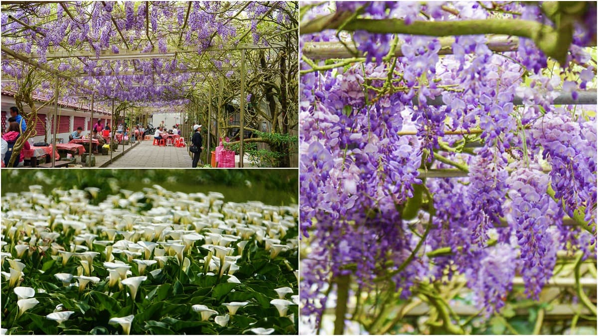 陽明山白海芋田「隱藏版紫藤花」在這!低消150「坐花海下用餐」還有限量餐點可吃