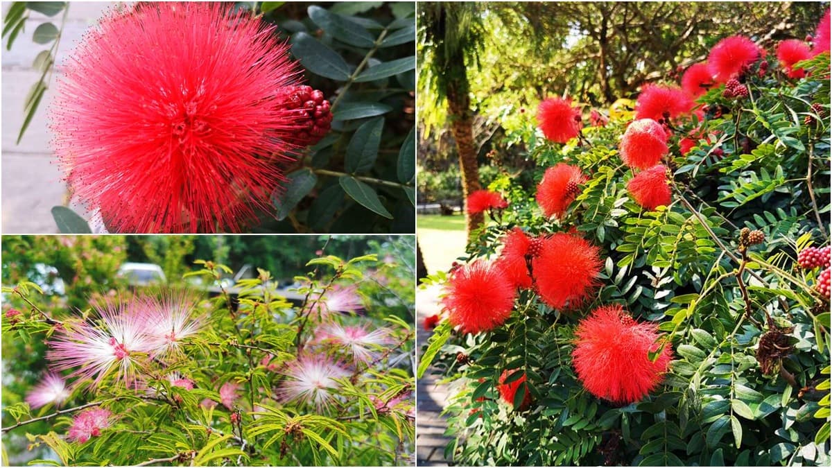 一球一球超可愛!鮮紅甜粉「粉撲花」爆開,被讚「夏日煙火」台北三處綻放中