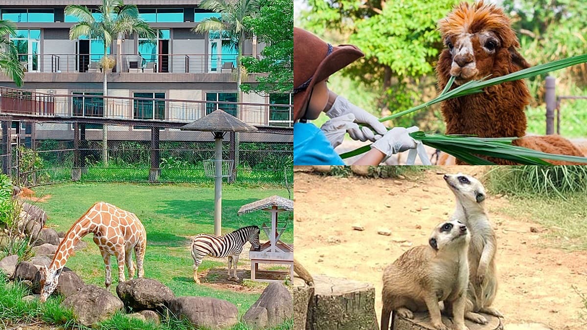 全台唯一「動物園飯店」!長頸鹿、羊駝來敲窗,還有「丁滿」陪吃飯