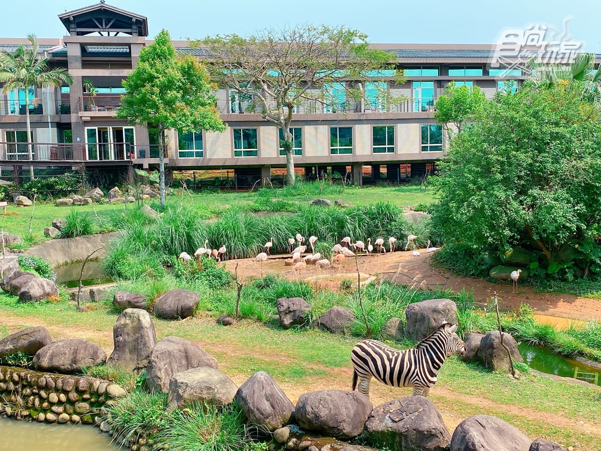 全台唯一「動物園飯店」!長頸鹿、羊駝來敲窗,還有「丁滿」陪吃飯 全台唯一「動物園飯店」!長頸鹿、羊駝來敲窗,還有「丁滿」陪吃飯
