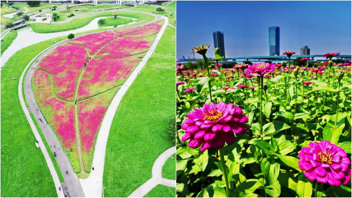 新北「桃紅色花海」超大一片!大都會公園「百日草」可愛盛開,一朵開得比一朵高