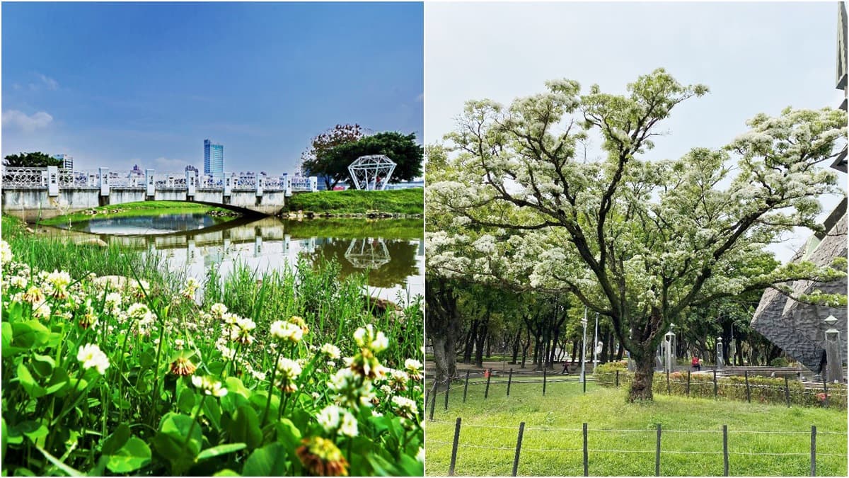雙北飄4月雪!新北河濱公園「白花三葉草」盛放一大片,228公園「流蘇王」披白紗