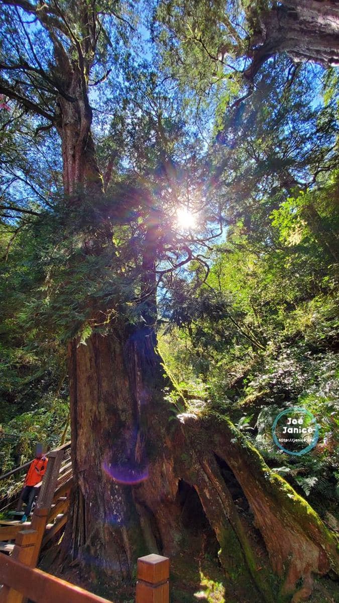 桃園芬多精一日遊4打卡點:15層樓高水管橋、透明天空步道、千年神木保護區 桃園芬多精一日遊4打卡點:15層樓高水管橋、透明天空步道、千年神木保護區