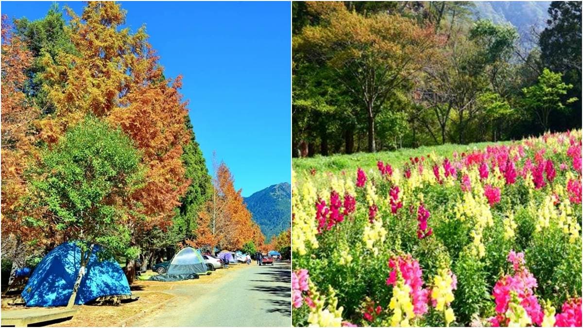 上山露營賞「艷麗小鈴鐺」毛地黃、金魚草!武陵農場營地8折優惠