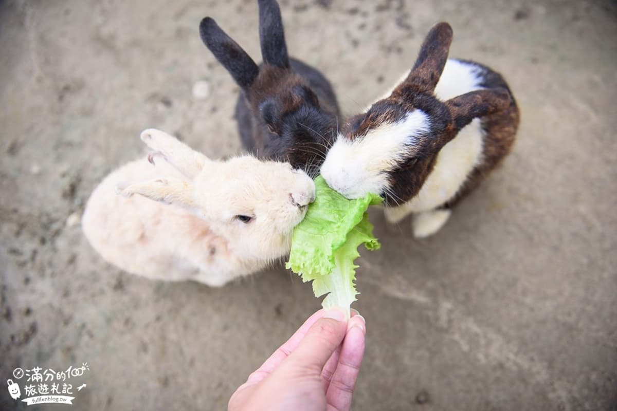 情人必遊!石岡放閃8景點:童話彩繪村、遠東最長景觀木橋、紫藤花愛心拱門 情人必遊!石岡放閃8景點:童話彩繪村、遠東最長景觀木橋、紫藤花愛心拱門