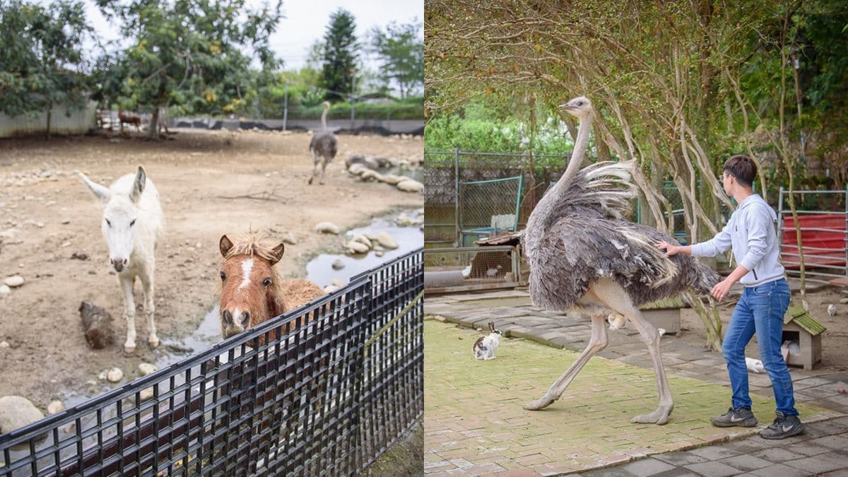 京葉馬場兔樂園