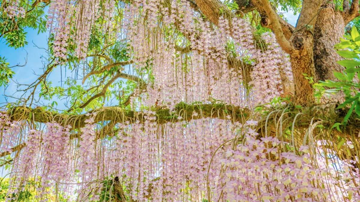粉紫色「花瀑祕境」藏身台南小鎮!石斛蘭從龍眼大樹垂掛而下美翻了