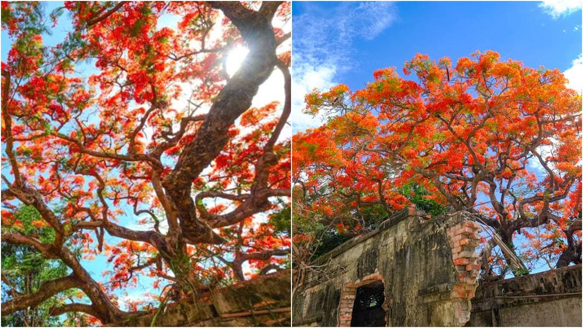 高雄最美廢墟「番茄會社」鳳凰花開了!火紅像是天空在燃燒