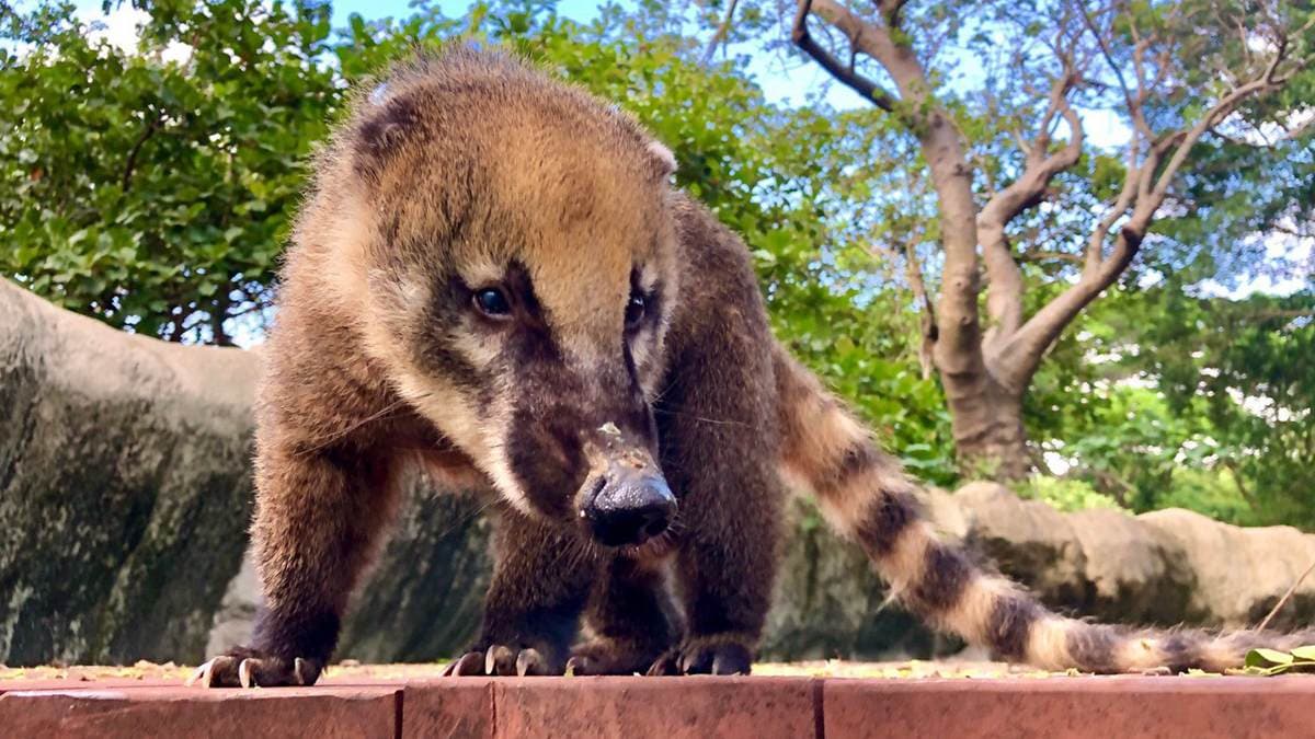 高雄壽山動物園開放露營住一晚,看長鼻子「醜帥」新朋友,獅子、狐獴陪你睡