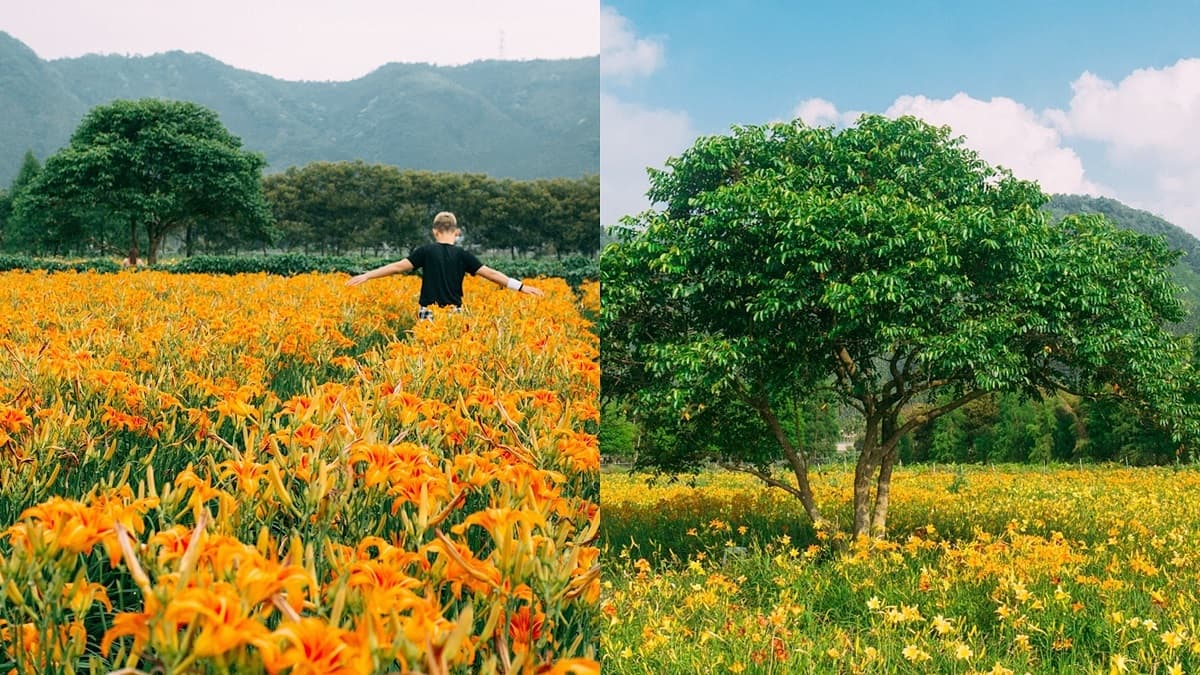 不是在花東!洗版IG萬坪「七彩金針花」祕境,馬卡龍色花海這裡拍