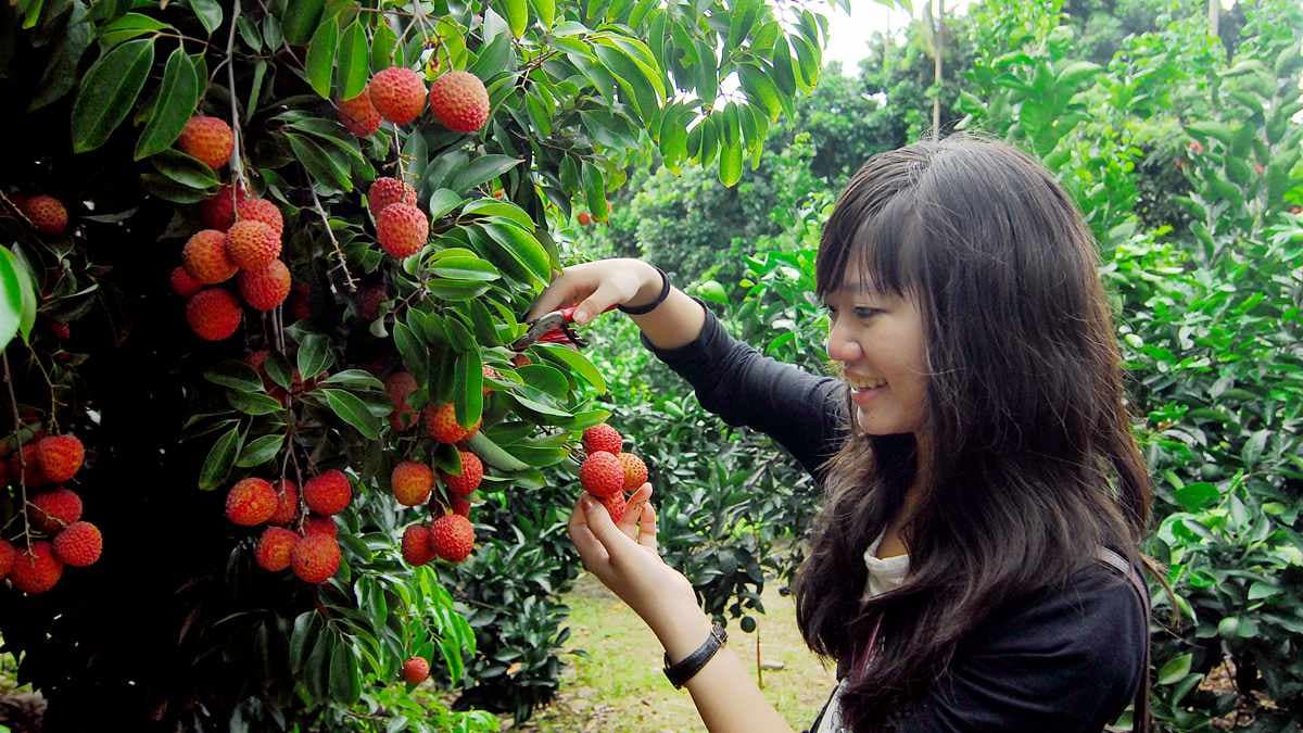 來採荔枝!新竹6果園限時開放採果DIY,100元入園免費吃到飽