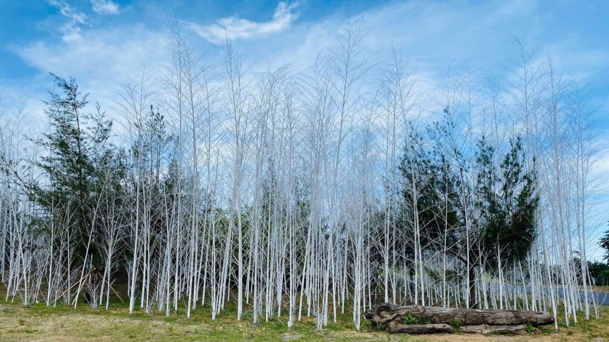 宜蘭新景點!壯圍沙丘最新「迷霧森林」,400根染白孟宗竹打造夢幻地景