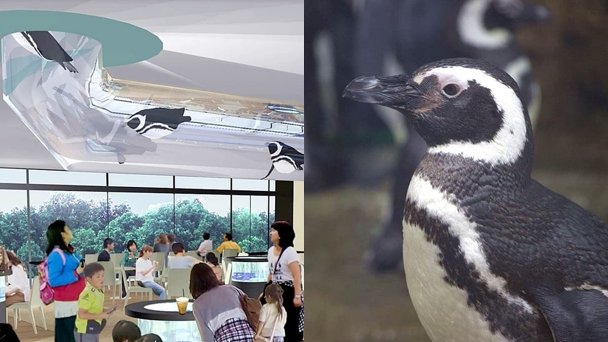 【新開店】全台首創「企鵝咖啡廳」!店中央「企鵝隧道」通水族館,超夯Xpark門票這天開買