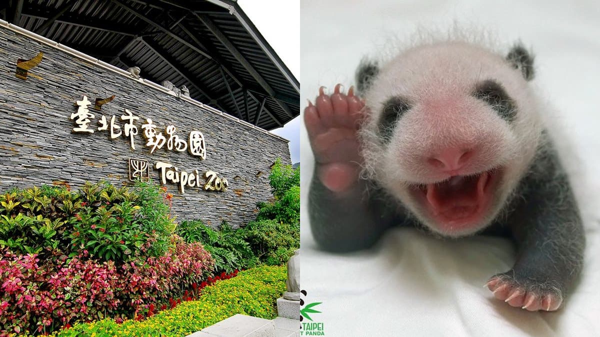出發看熊貓!台北市動物園「夜間遊園」開放,今年只有這7天可看