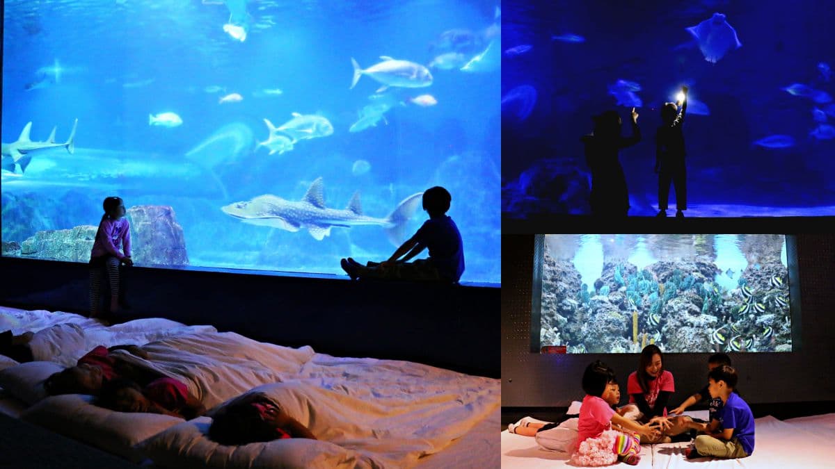 和海獅一起睡!遠雄海洋公園推「夜宿水族館」活動,加碼與海豚親密互動