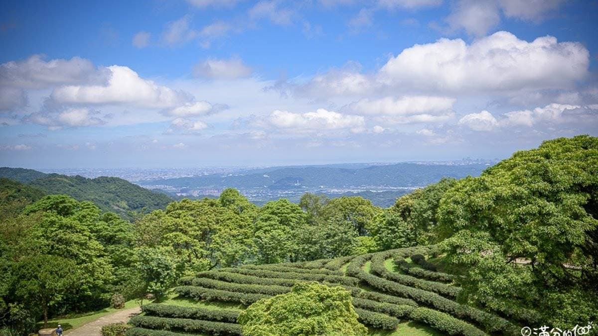 網美踏青必訪!新北3大美拍綠色祕境:鱷魚島、天空茶園、石頭魔法陣 網美踏青必訪!新北3大美拍綠色祕境:鱷魚島、天空茶園、石頭魔法陣