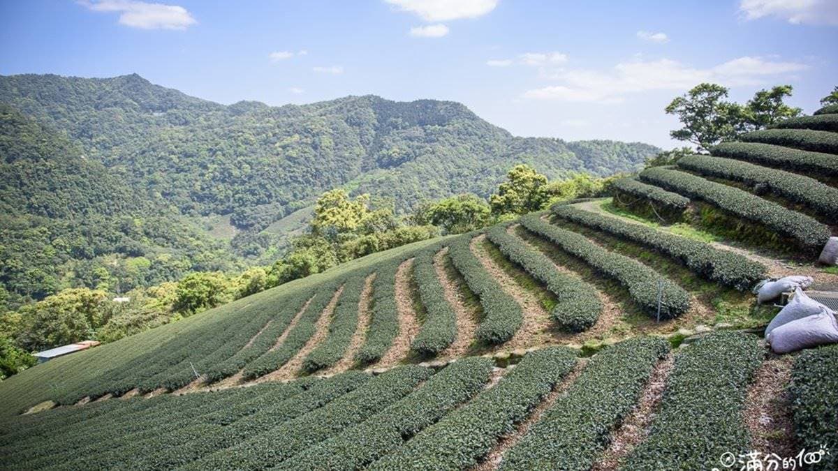 網美踏青必訪!新北3大美拍綠色祕境:鱷魚島、天空茶園、石頭魔法陣 網美踏青必訪!新北3大美拍綠色祕境:鱷魚島、天空茶園、石頭魔法陣